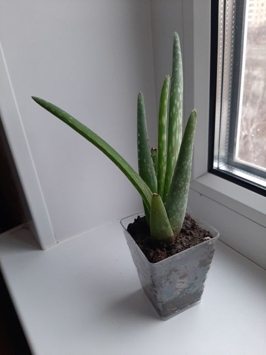 Продам укорененные отростки алоэ