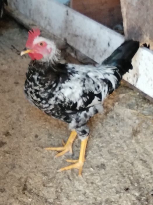 Птицы домашние продам