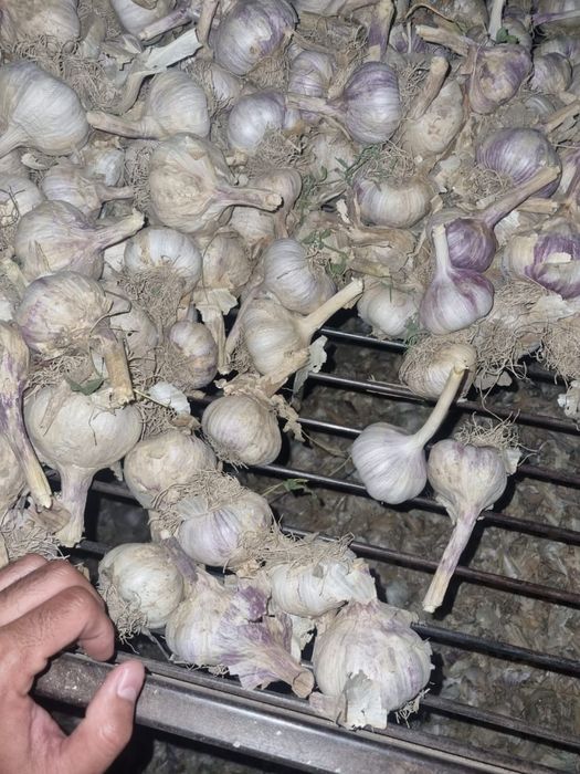 Продам чеснок! Калибр 7,5 +