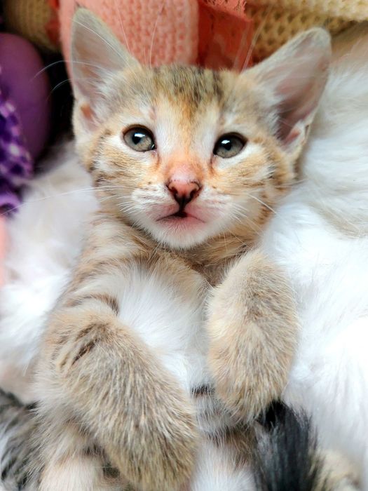 ПОДАРЯВАМ 5 женски котенца