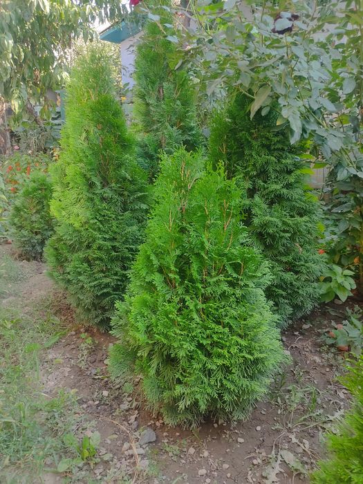 Продам туи Смарагд