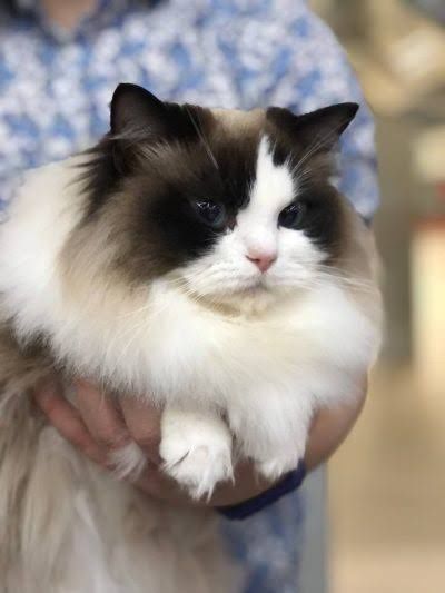 Кошку бесплатно отдам