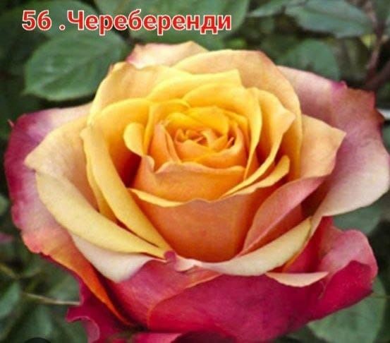 Продаётся саженцы цветов