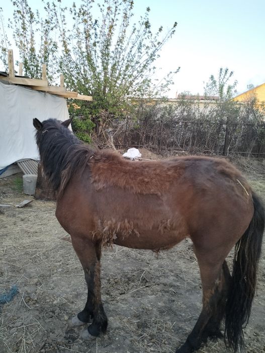 Құнажын байтал семіз СРОЧНО