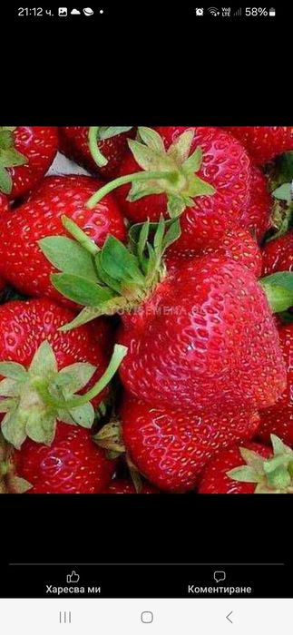 Продавам Разсад ягоди и малини