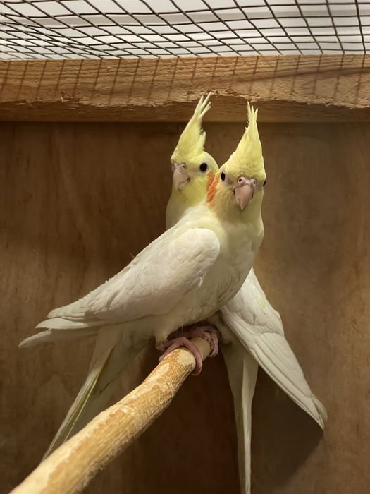 Продаются Кареллы 3 месяца. Крупные.