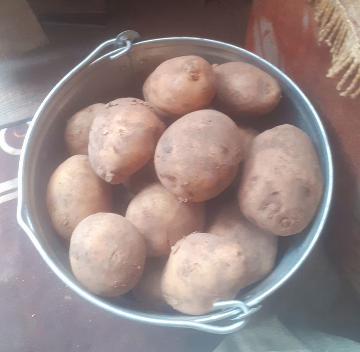 Продам картофель сорт Гала