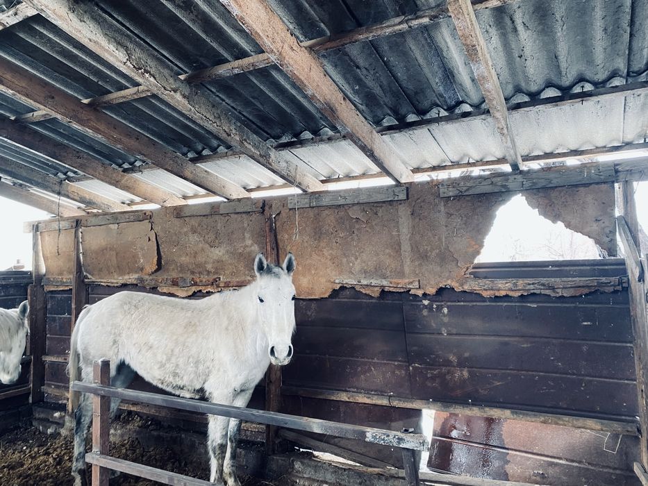 Кобыла  4);5(5)6)6)5