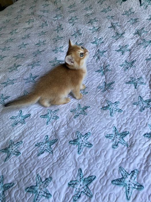 Котята золотая шиншилла
