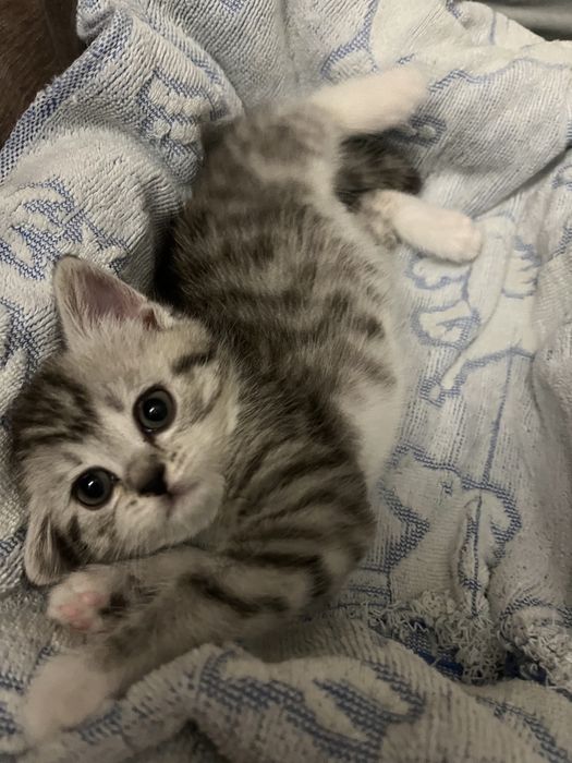 Котенок скотиш страйт