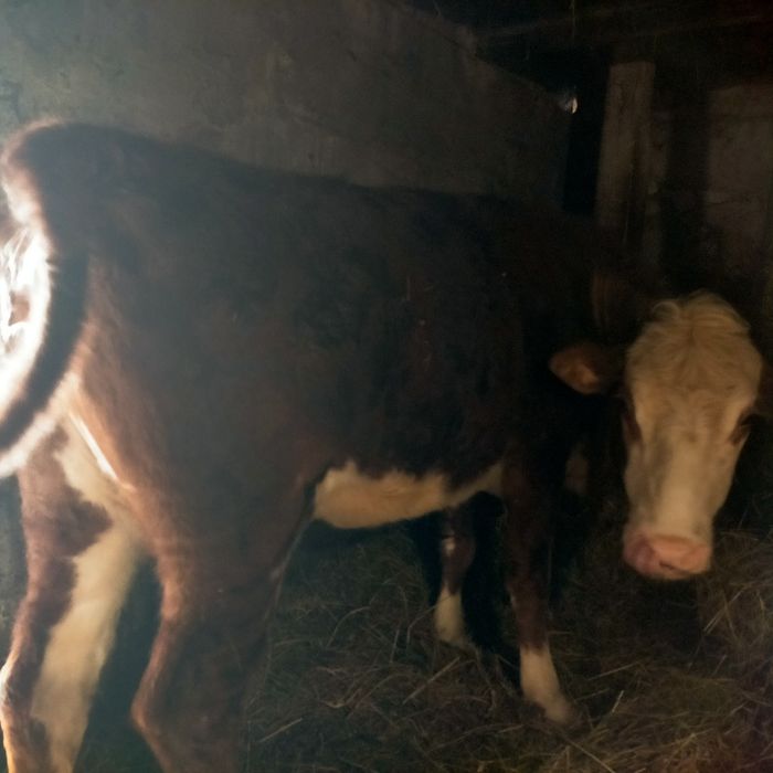 Продам красивую корову