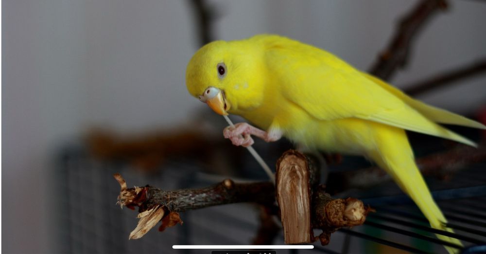 Продам волнистого попугая