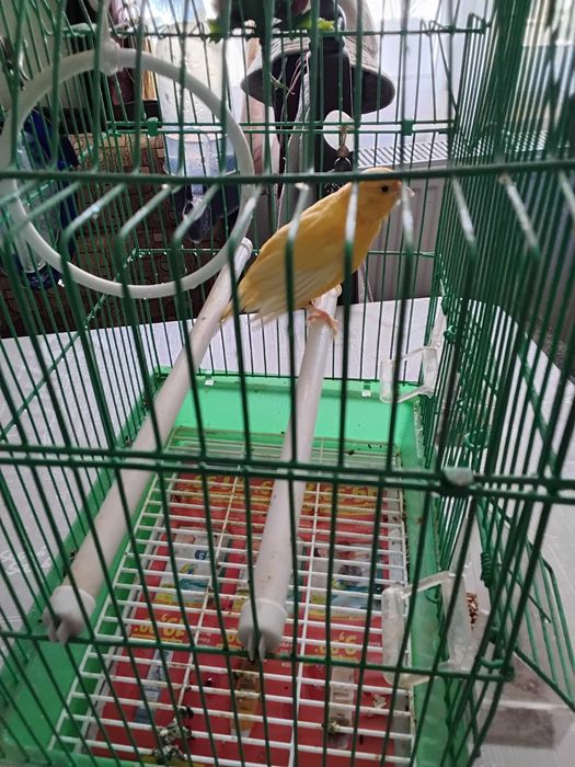 Canari 2 ani, mascul + cuscă
