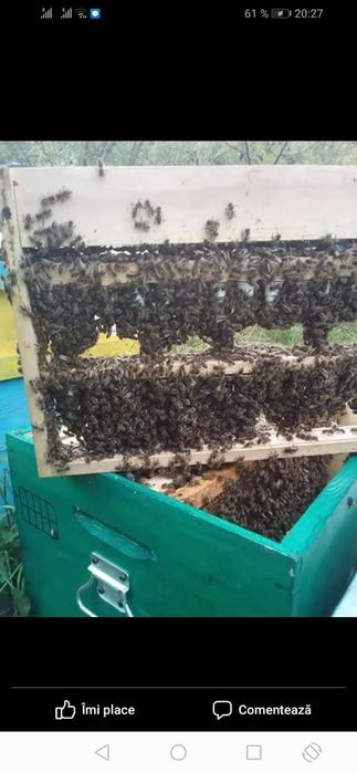 Vând mătci albine sezon 2026