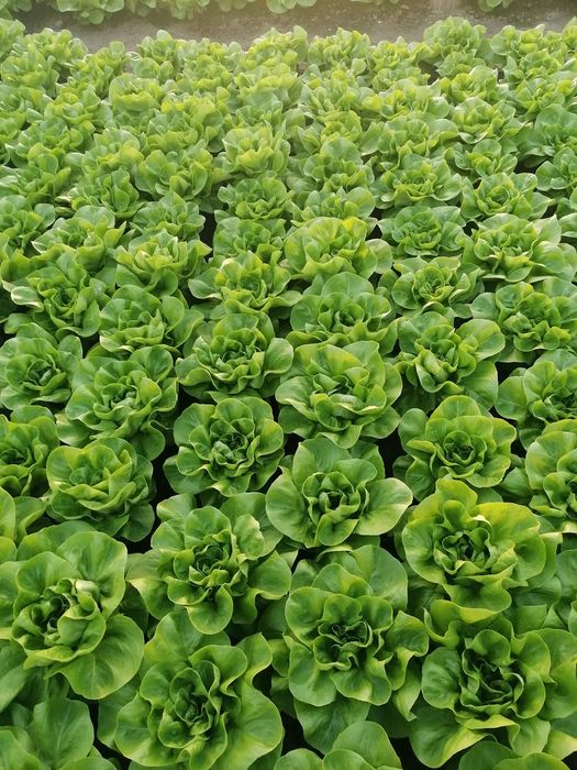 Salata verde de vanzare