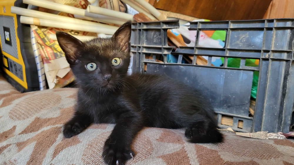 Подарявам 2 котенца