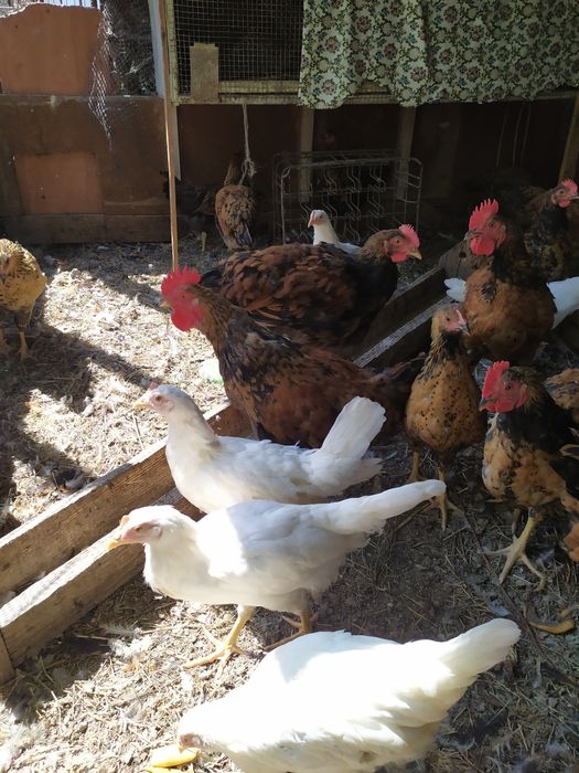 Цыплята петушки племенные