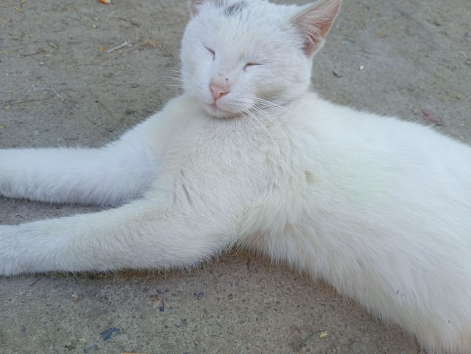Pisica mica feumoasă