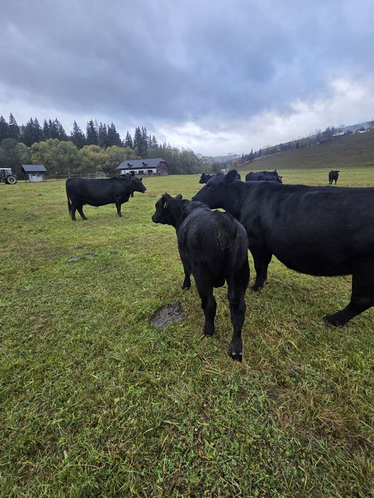 Vindem taurasi Aberdeen Angus