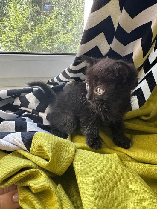 Отдам котят две девочки и один мальчик