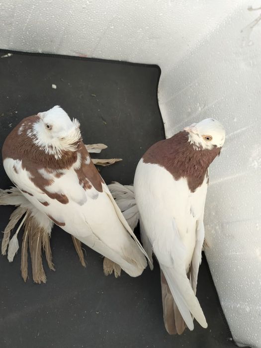 Көгершін сатылады