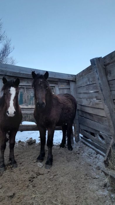 Продам жерепчиков.