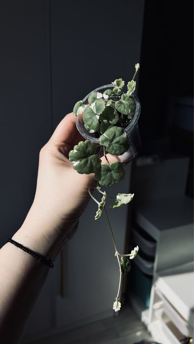 Остеоспермум остик