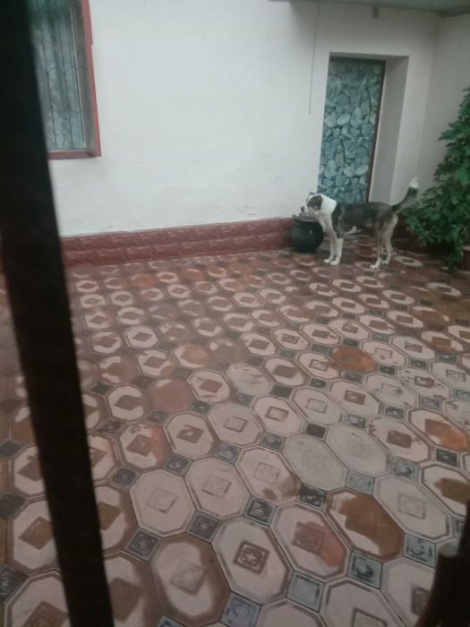 Отдадим в хорошие руки собаку 1,5 года