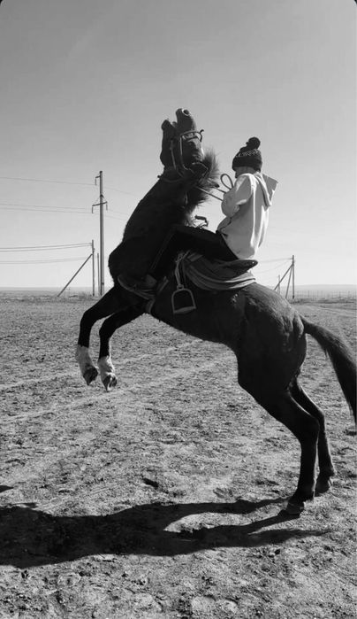 Айғыр Сатылады !!