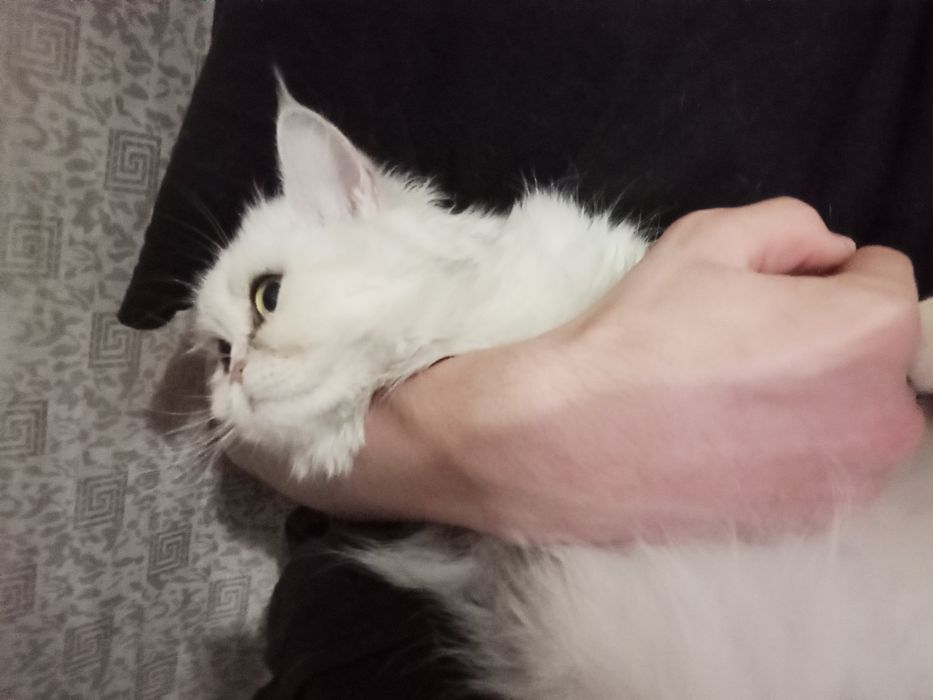 срочно продам скоттиш страйт девчока шиншилла