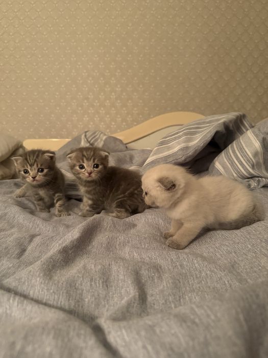 Шотландские котята