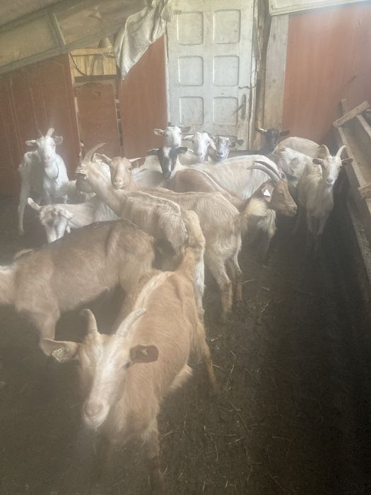 Vand caprite tinere pret 550 bucata