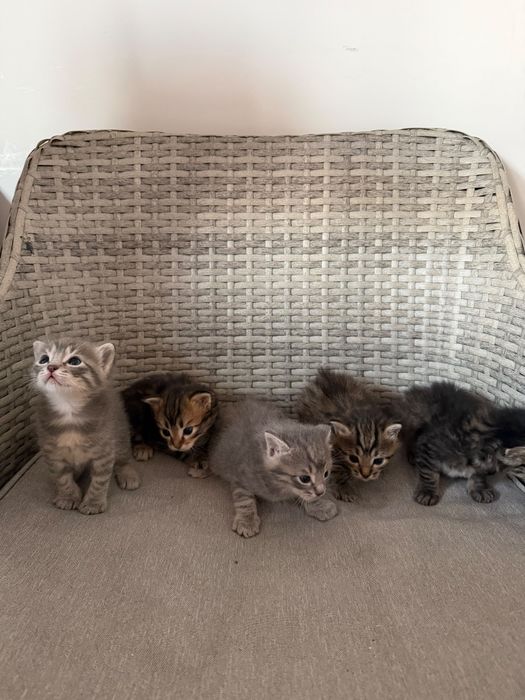 Котёнки бесплвтно