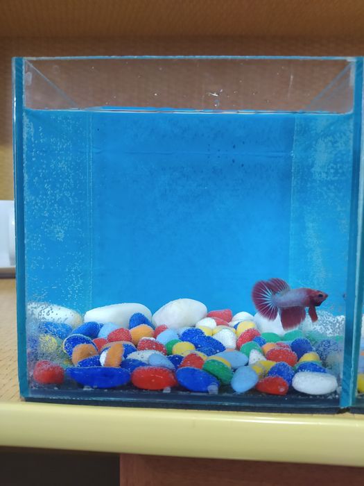 Петушок в кубике