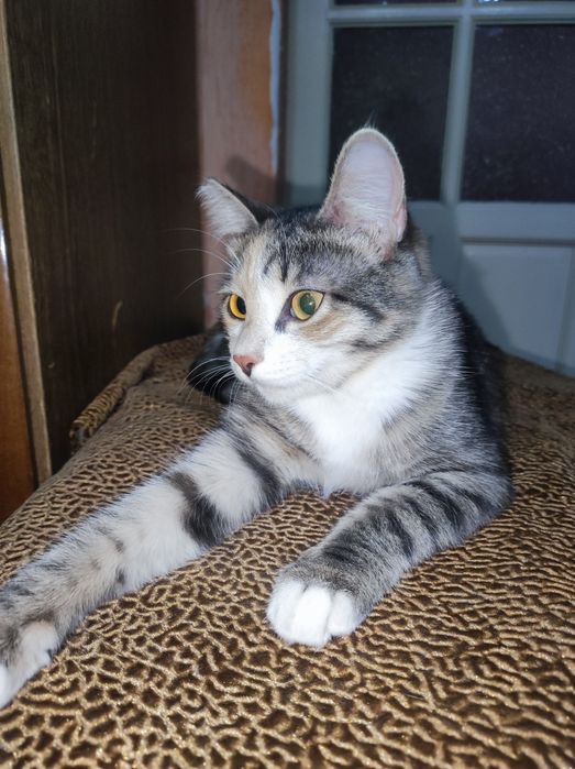 Котёнок девочка 5месяцев