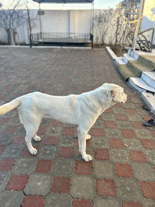 Таза тобет ит сатылады