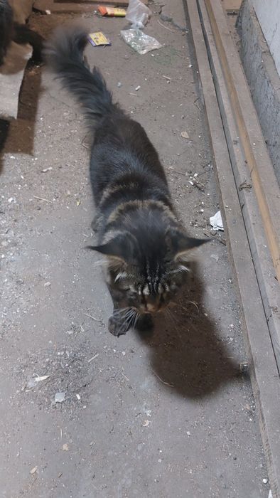 Кот мэйнкун вязка