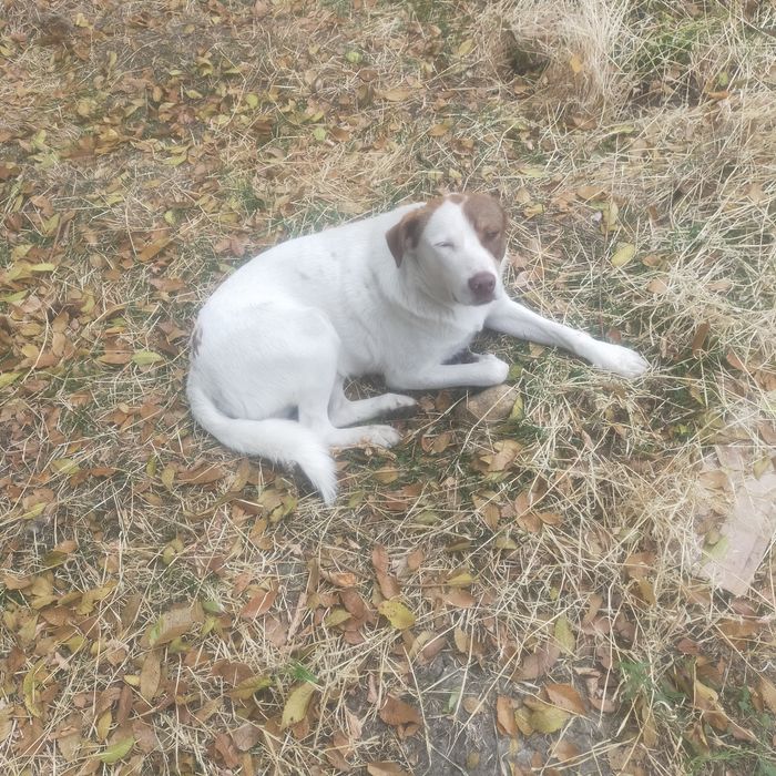 Продам благороднейшего Бима.