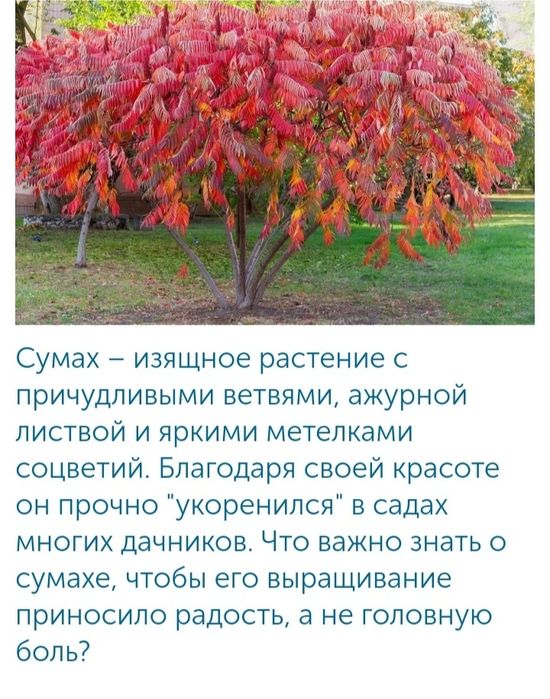 Сумах Уксусное дерево