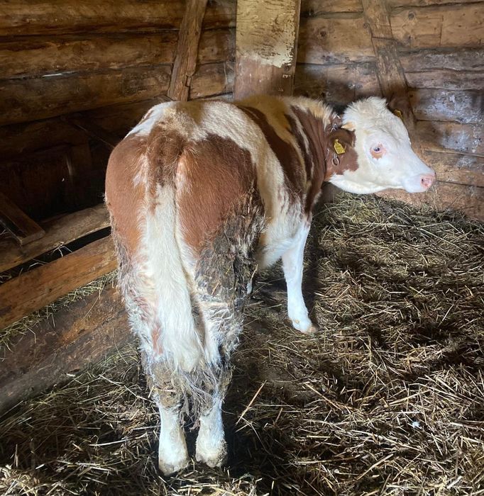 Vând junincă 1 an Bălțată Românească