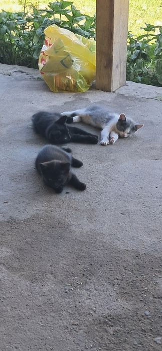 Отдам котят 3 шт