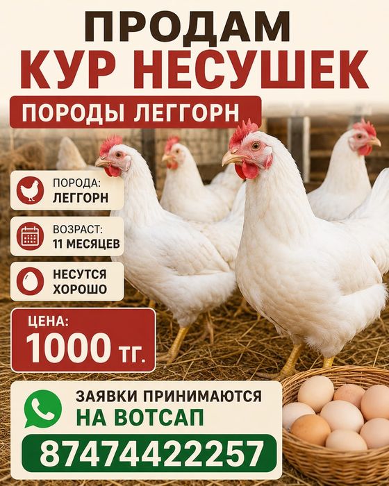 Куры несушки Леггорн
