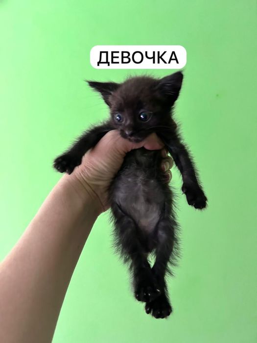 Бесплатно котята в добрые руки