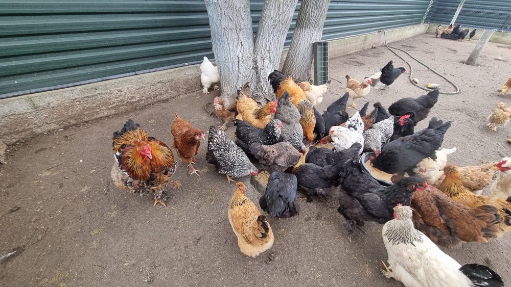 Oua  de incubat de la aceste găini