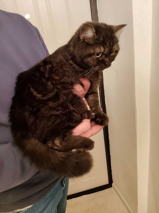 Котенок, девочка - 6 месяцев.