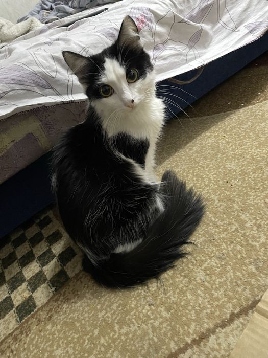 Кошечка ищет дом.