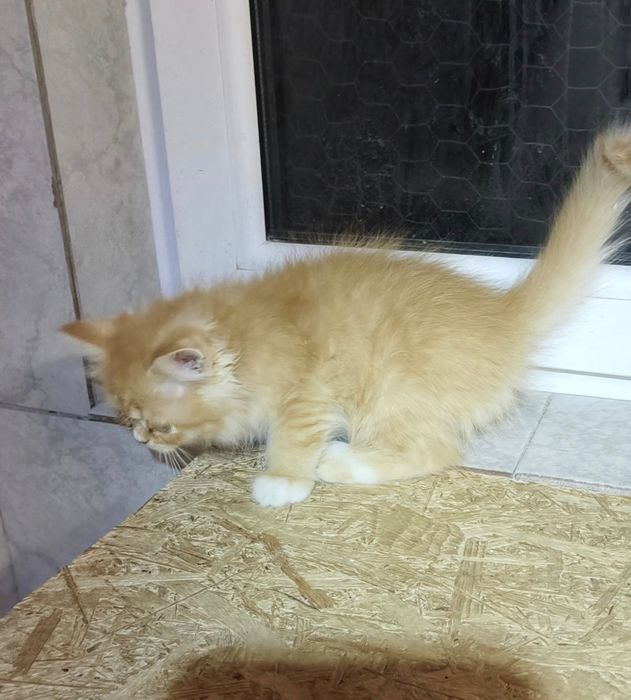 British golden longhair