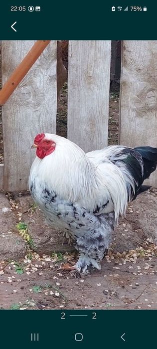 Продам петуха породы брама