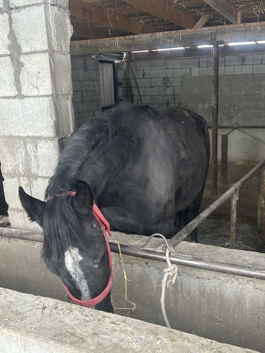 Канды жылкылар сатылады