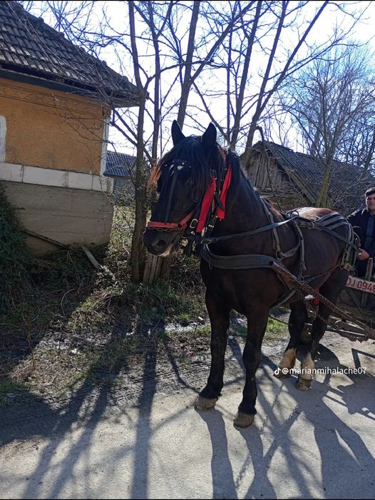 Vînd armăsar de 4 ani